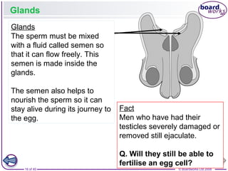 16 of 40 © Boardworks Ltd 2008
Glands
The sperm must be mixed
with a fluid called semen so
that it can flow freely. This
semen is made inside the
glands.
The semen also helps to
nourish the sperm so it can
stay alive during its journey to
the egg.
Fact
Men who have had their
testicles severely damaged or
removed still ejaculate.
Q. Will they still be able to
fertilise an egg cell?
Glands
 