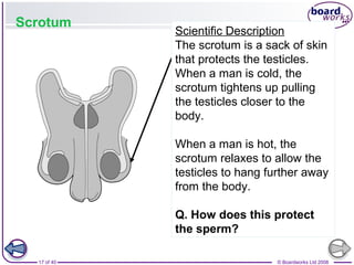 17 of 40 © Boardworks Ltd 2008
Scrotum
Scientific Description
The scrotum is a sack of skin
that protects the testicles.
When a man is cold, the
scrotum tightens up pulling
the testicles closer to the
body.
When a man is hot, the
scrotum relaxes to allow the
testicles to hang further away
from the body.
Q. How does this protect
the sperm?
 