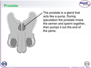 19 of 40 © Boardworks Ltd 2008
Prostate
The prostate is a gland that
acts like a pump. During
ejaculation the prostate mixes
the semen and sperm together,
then pumps it out the end of
the penis.
 