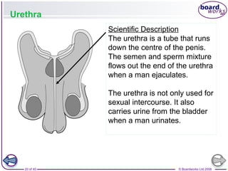 20 of 40 © Boardworks Ltd 2008
Urethra
Scientific Description
The urethra is a tube that runs
down the centre of the penis.
The semen and sperm mixture
flows out the end of the urethra
when a man ejaculates.
The urethra is not only used for
sexual intercourse. It also
carries urine from the bladder
when a man urinates.
 