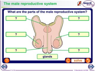 21 of 40 © Boardworks Ltd 2008
The male reproductive system
 