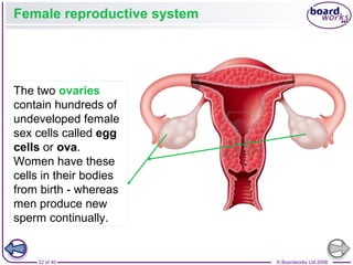 22 of 40 © Boardworks Ltd 2008
Female reproductive system
The two ovaries
contain hundreds of
undeveloped female
sex cells called egg
cells or ova.
Women have these
cells in their bodies
from birth - whereas
men produce new
sperm continually.
 