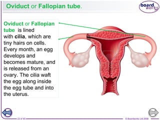 23 of 40 © Boardworks Ltd 2008
Oviduct or Fallopian tube.
Oviduct or Fallopian
tube is lined
with cilia, which are
tiny hairs on cells.
Every month, an egg
develops and
becomes mature, and
is released from an
ovary. The cilia waft
the egg along inside
the egg tube and into
the uterus.
 