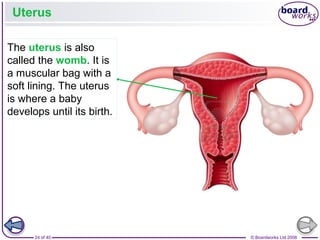 24 of 40 © Boardworks Ltd 2008
Uterus
The uterus is also
called the womb. It is
a muscular bag with a
soft lining. The uterus
is where a baby
develops until its birth.
 