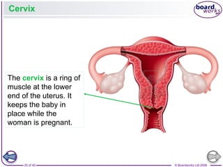 25 of 40 © Boardworks Ltd 2008
Cervix
The cervix is a ring of
muscle at the lower
end of the uterus. It
keeps the baby in
place while the
woman is pregnant.
 