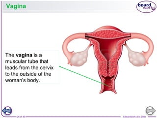 26 of 40 © Boardworks Ltd 2008
Vagina
The vagina is a
muscular tube that
leads from the cervix
to the outside of the
woman's body.
 