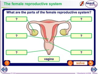 27 of 40 © Boardworks Ltd 2008
The female reproductive system
 