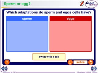 30 of 40 © Boardworks Ltd 2008
Sperm or egg?
 