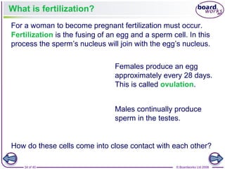 34 of 40 © Boardworks Ltd 2008
What is fertilization?
Fertilization is the fusing of an egg and a sperm cell. In this
process the sperm’s nucleus will join with the egg’s nucleus.
For a woman to become pregnant fertilization must occur.
Females produce an egg
approximately every 28 days.
This is called ovulation.
Males continually produce
sperm in the testes.
How do these cells come into close contact with each other?
 