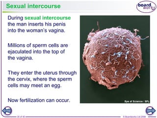 35 of 40 © Boardworks Ltd 2008
Sexual intercourse
During sexual intercourse
the man inserts his penis
into the woman’s vagina.
Millions of sperm cells are
ejaculated into the top of
the vagina.
They enter the uterus through
the cervix, where the sperm
cells may meet an egg.
Now fertilization can occur.
 