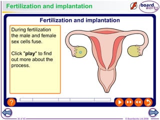 36 of 40 © Boardworks Ltd 2008
Fertilization and implantation
 