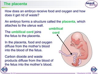 39 of 40 © Boardworks Ltd 2008
The placenta
How does an embryo receive food and oxygen and how
does it get rid of waste?
An embryo forms a structure called the placenta, which
attaches to the uterus wall.
The umbilical cord joins
the fetus to the placenta.
In the placenta, food and oxygen
diffuse from the mother’s blood
into the blood of the fetus.
Carbon dioxide and waste
products diffuse from the blood of
the fetus into the mother’s blood.
umbilical
cord
 