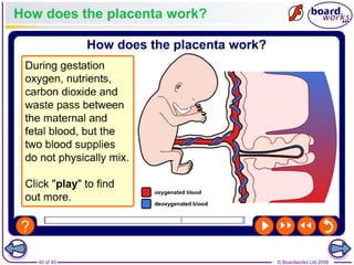 40 of 40 © Boardworks Ltd 2008
How does the placenta work?
 