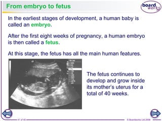 41 of 40 © Boardworks Ltd 2008
From embryo to fetus
In the earliest stages of development, a human baby is
called an embryo.
After the first eight weeks of pregnancy, a human embryo
is then called a fetus.
At this stage, the fetus has all the main human features.
The fetus continues to
develop and grow inside
its mother’s uterus for a
total of 40 weeks.
 