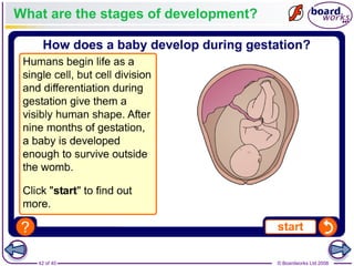 42 of 40 © Boardworks Ltd 2008
What are the stages of development?
 