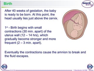 44 of 40 © Boardworks Ltd 2008
Birth
After 40 weeks of gestation, the baby
is ready to be born. At this point, the
head usually lies just above the cervix.
Eventually the contractions cause the amnion to break and
the fluid escapes.
1st
- Birth begins with small
contractions (30 min. apart) of the
uterus wall (12 – 14 hrs), which
gradually become stronger and more
frequent (2 – 3 min. apart).
 