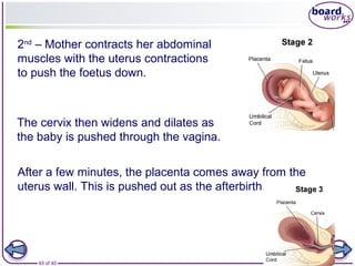 45 of 40 © Boardworks Ltd 2008
After a few minutes, the placenta comes away from the
uterus wall. This is pushed out as the afterbirth.
The cervix then widens and dilates as
the baby is pushed through the vagina.
2nd
– Mother contracts her abdominal
muscles with the uterus contractions
to push the foetus down.
 