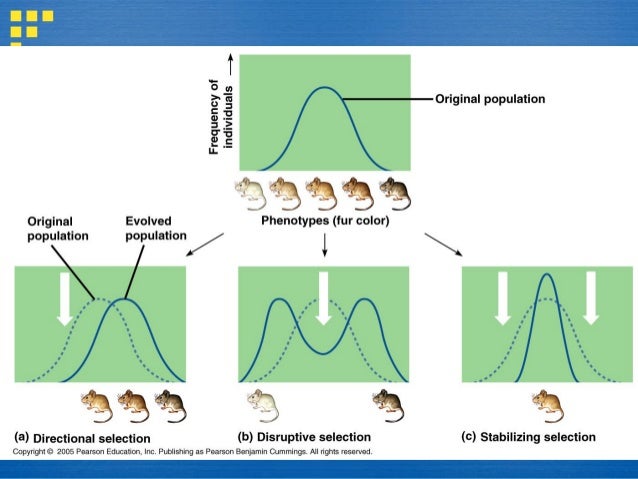 Differences Between Natural Selection And Genetic Drift Differences Between Natural Selection And Genetic Drift