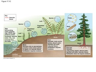 plant evolution diagram