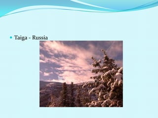 Taiga - Russia