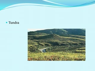 Tundra