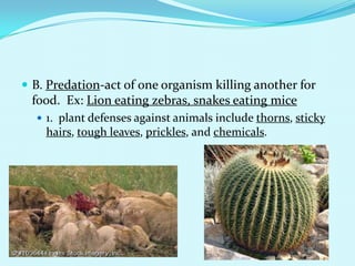 B. Predation-act of one organism killing another for food.  Ex: Lion eating zebras, snakes eating mice1.  plant defenses against animals include thorns, sticky hairs, tough leaves, prickles, and chemicals.