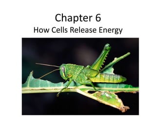 Chapter 6
How Cells Release Energy
 
