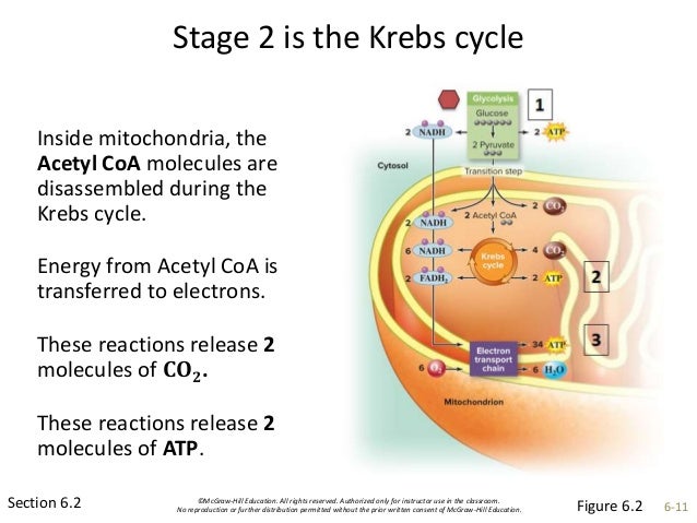 Ch 6 Cellular Respiration Blank Sp 2018