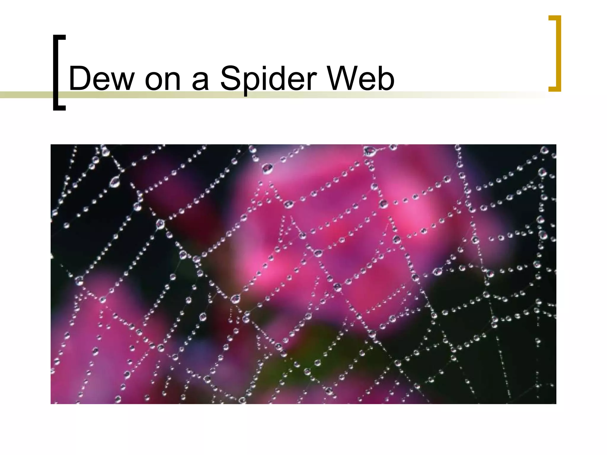 Dew on a Spider Web 