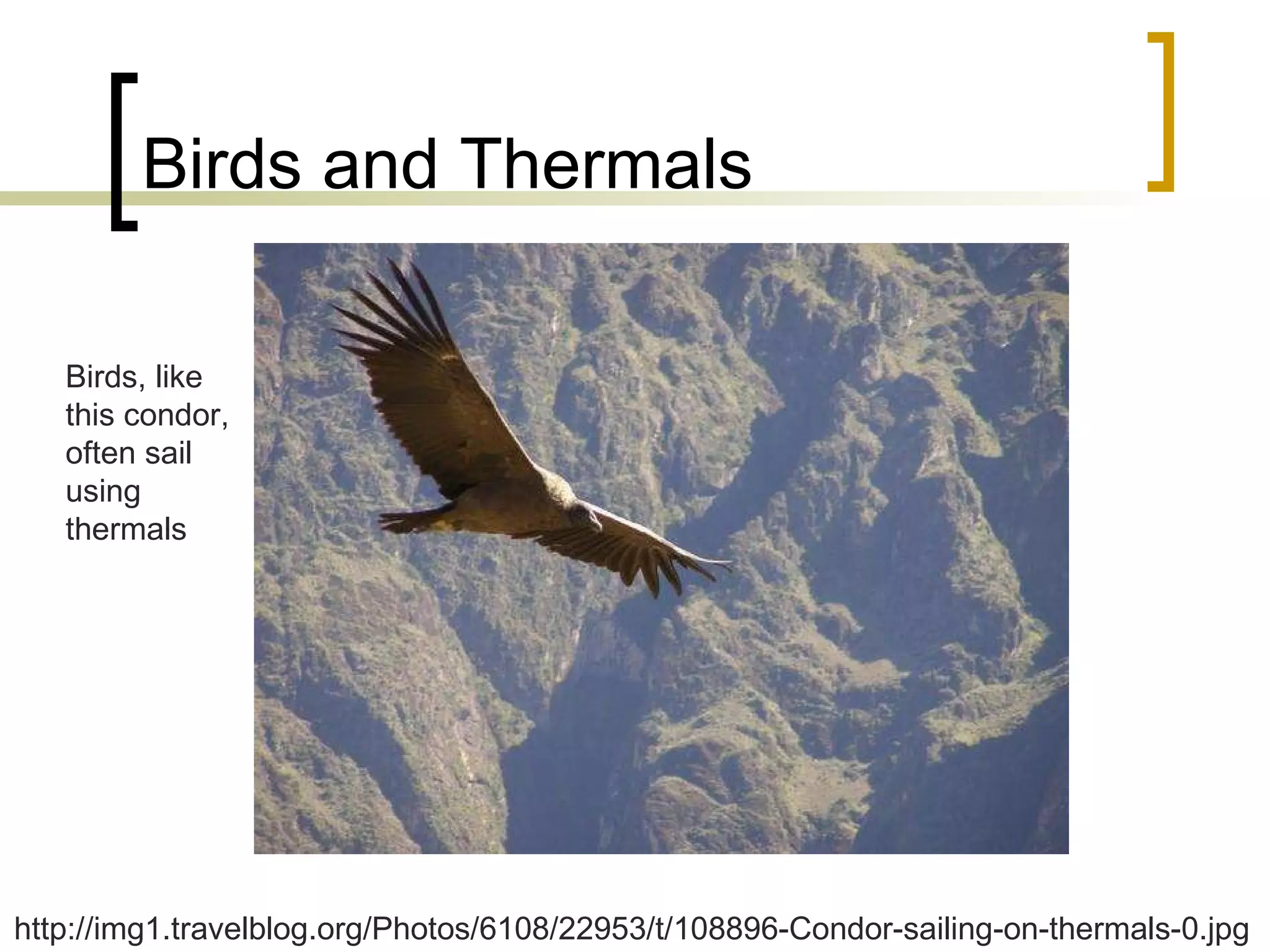 Birds and Thermals Birds, like this condor, often sail using thermals http://img1.travelblog.org/Photos/6108/22953/t/108896-Condor-sailing-on-thermals-0.jpg 