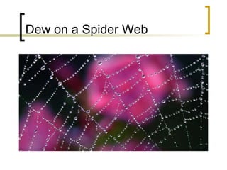 Dew on a Spider Web 