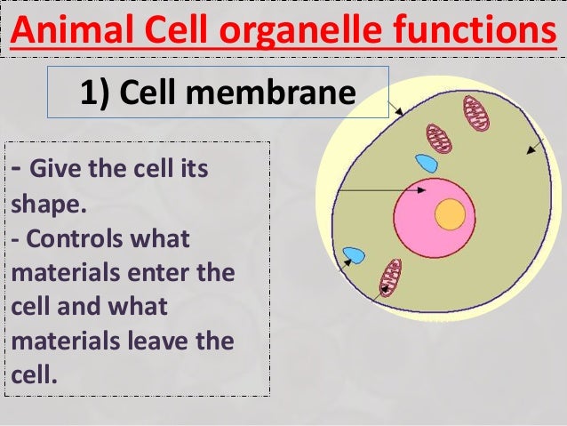 Ch 1 Less 1 What Are The Structures Of Plant And Animals Cells