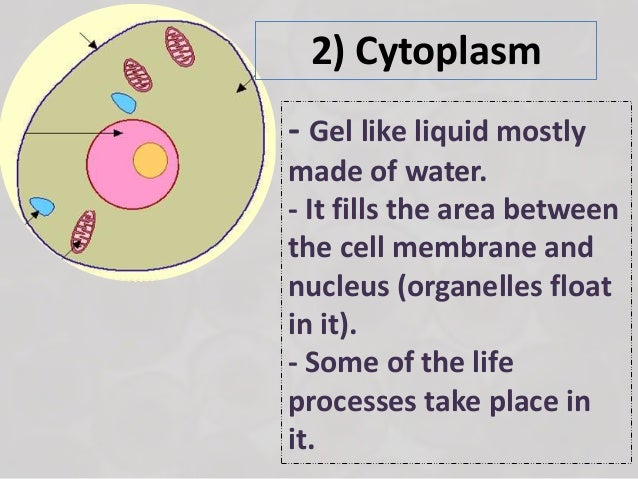 Ch 1 Less 1 What Are The Structures Of Plant And Animals Cells