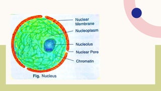 Comprehensive Overview of Cell Cycle and Cell Division Processes | PPTX
