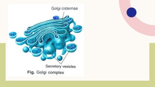 Comprehensive Overview of Cell Cycle and Cell Division Processes | PPTX