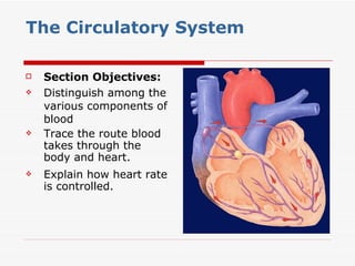 The  Circulatory System ,[object Object],[object Object],[object Object],[object Object]