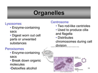 10
Organelles
Lysosomes
• Enzyme-containing
sacs
• Digest worn out cell
parts or unwanted
substances
Peroxisomes
• Enzyme-containing
sacs
• Break down organic
molecules
•Detoxifies alcohol
Centrosome
• Two rod-like centrioles
• Used to produce cilia
and flagella
• Distributes
chromosomes during cell
division
(a) (b)
Centriole
(cross-section)
Centriole
(longitudinal section)
Copyright © The McGraw-Hill Companies, Inc. Permission required for reproduction or display.
a: © Don W. Fawcett/Visuals Unlimited
 