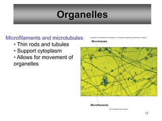 12
Microfilaments and microtubules
• Thin rods and tubules
• Support cytoplasm
• Allows for movement of
organelles
Organelles
Microtubules
Microfilaments
Copyright © The McGraw-Hill Companies, Inc. Permission required for reproduction or display.
© M. Schliwa/Visuals Unlimited
 