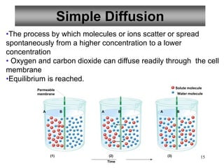 15
Simple Diffusion
•The process by which molecules or ions scatter or spread
spontaneously from a higher concentration to a lower
concentration
• Oxygen and carbon dioxide can diffuse readily through the cell
membrane
•Equilibrium is reached.
Time
Solute molecule
Water molecule
A B A B
(2) (3)
Permeable
membrane
A B
(1)
 