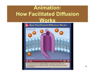 18
Animation:
How Facilitated Diffusion
Works
Please note that due to differing
operating systems, some animations
will not appear until the presentation is
viewed in Presentation Mode (Slide
Show view). You may see blank slides
in the “Normal” or “Slide Sorter” views.
All animations will appear after viewing
in Presentation Mode and playing each
animation. Most animations will require
the latest version of the Flash Player,
which is available at
http://get.adobe.com/flashplayer.
 
