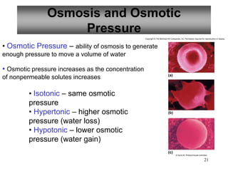 21
Osmosis and Osmotic
Pressure
• Osmotic Pressure – ability of osmosis to generate
enough pressure to move a volume of water
• Osmotic pressure increases as the concentration
of nonpermeable solutes increases
• Isotonic – same osmotic
pressure
• Hypertonic – higher osmotic
pressure (water loss)
• Hypotonic – lower osmotic
pressure (water gain)
Copyright © The McGraw-Hill Companies, Inc. Permission required for reproduction or display.
© David M. Phillips/Visuals Unlimited
(b)
(a)
(c)
 