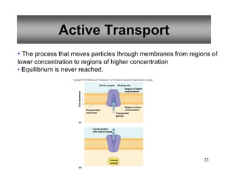 23
Active Transport
• The process that moves particles through membranes from regions of
lower concentration to regions of higher concentration
• Equilibrium is never reached.
Copyright © The McGraw-Hill Companies, Inc. Permission required for reproduction or display.
Carrier protein Binding site
(a)
(b)
Cell
membrane
Carrier protein
with altered shape
Phospholipid
molecules Transported
particle
Cellular
energy
Region of higher
concentration
Region of lower
concentration
 