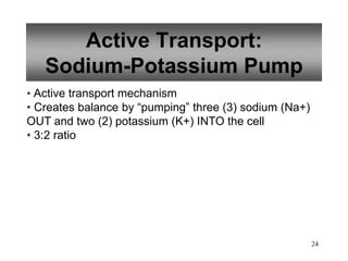 24
Active Transport:
Sodium-Potassium Pump
• Active transport mechanism
• Creates balance by “pumping” three (3) sodium (Na+)
OUT and two (2) potassium (K+) INTO the cell
• 3:2 ratio
 