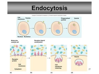 27
Endocytosis
Cytoplasm
Vesicle
(a) (b) (c) (d)
Receptor
protein
Cell
membrane
Molecules
outside cell
Cell
membrane
indenting
Receptor-ligand
combination
Nucleus Nucleolus
Particle Vesicle
Phagocytized
particle
Cell
membrane
Copyright © The McGraw-Hill Companies, Inc. Permission required for reproduction or display.
 