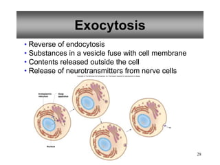 28
Exocytosis
• Reverse of endocytosis
• Substances in a vesicle fuse with cell membrane
• Contents released outside the cell
• Release of neurotransmitters from nerve cells
Nucleus
Endoplasmic
reticulum
Golgi
apparatus
Copyright © The McGraw-Hill Companies, Inc. Permission required for reproduction or display.
 