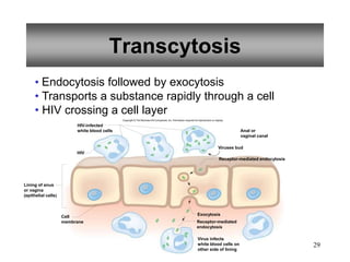 29
Transcytosis
• Endocytosis followed by exocytosis
• Transports a substance rapidly through a cell
• HIV crossing a cell layer
Viruses bud
HIV
Exocytosis
Receptor-mediated endocytosis
HIV-infected
white blood cells Anal or
vaginal canal
Lining of anus
or vagina
(epithelial cells)
Virus infects
white blood cells on
other side of lining
Receptor-mediated
endocytosis
Copyright © The McGraw-Hill Companies, Inc. Permission required for reproduction or display.
Cell
membrane
 