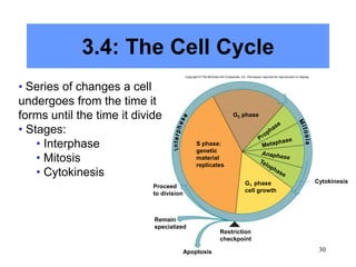 30
3.4: The Cell Cycle
• Series of changes a cell
undergoes from the time it
forms until the time it divide
• Stages:
• Interphase
• Mitosis
• Cytokinesis
Apoptosis
G2 phase
Cytokinesis
Restriction
checkpoint
Remain
specialized
Proceed
to division
S phase:
genetic
material
replicates
G1 phase
cell growth
Copyright © The McGraw-Hill Companies, Inc. Permission required for reproduction or display.
 