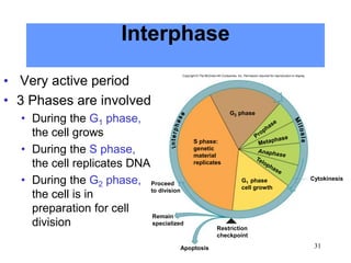 Interphase
31
Apoptosis
G2 phase
Cytokinesis
Restriction
checkpoint
Remain
specialized
Proceed
to division
S phase:
genetic
material
replicates
G1 phase
cell growth
Copyright © The McGraw-Hill Companies, Inc. Permission required for reproduction or display.
• Very active period
• 3 Phases are involved
• During the G1 phase,
the cell grows
• During the S phase,
the cell replicates DNA
• During the G2 phase,
the cell is in
preparation for cell
division
 