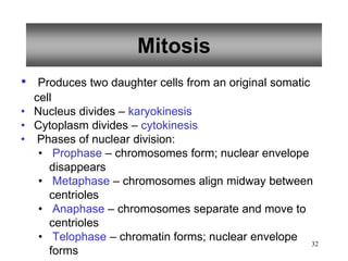 Mitosis
• Produces two daughter cells from an original somatic
cell
• Nucleus divides – karyokinesis
• Cytoplasm divides – cytokinesis
• Phases of nuclear division:
• Prophase – chromosomes form; nuclear envelope
disappears
• Metaphase – chromosomes align midway between
centrioles
• Anaphase – chromosomes separate and move to
centrioles
• Telophase – chromatin forms; nuclear envelope
forms
32
 