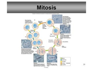 33
Mitosis
Telophase and Cytokinesis
Nuclear envelopes begin to
reassemble around two daughter
nuclei. Chromosomes decondense.
Spindle disappears. Division of
the cytoplasm into two cells.
Anaphase
Sister chromatids separate to
opposite poles of cell. Events
begin which lead to cytokinesis.
Metaphase
Chromosomes align along
equator, or metaphase plate
of cell.
Prophase
Chromosomes condense and
become visible. Nuclear
envelope and nucleolus
disperse. Spindle apparatus
forms.
Late Interphase
Cell has passed the
restriction checkpoint
and completed DNA
replication, as well as
replication of centrioles
and mitochondria, and
synthesis of extra
membrane.
Early Interphase
of daughter cells—
a time of normal cell
growth and function.
Cleavage
furrow
Nuclear
envelopes
Nuclear
envelope
Chromatin
fibers
Chromosomes
Spindle fiber
Centromere
Aster
Centrioles
Late prophase
Sister
chromatids
Microtubules
Mitosis
Cytokinesis
S phase
G1 phase
Interphase
Restriction
checkpoint
(a)
(b)
(c)
(d)
(e)
Copyright © The McGraw-Hill Companies, Inc. Permission required for reproduction or display.
© Ed Reschke
G2 phase
 